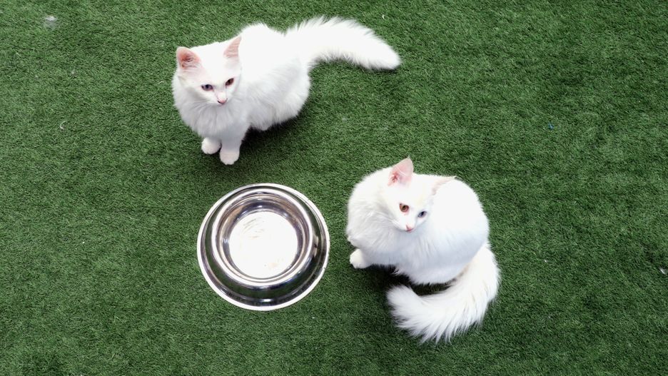 VAN, TURKEY - FEBRUARY 20: Two Van cats are seen in the garden of the Turkish Van Cat Research Center in Van, Turkey on February 20, 2020. Van cats are a distinctive race found in the Lake Van region of eastern Turkey. Their most notable genetic characteristic is their eyes that are mostly mismatched colours, one amber-green eye and one blue eye. Their another distinctive feature is that they are are all-white, or sometimes mostly white with amber markings around the tail and ears. (Photo by Emre Ilikan/Anadolu Agency via Getty Images)