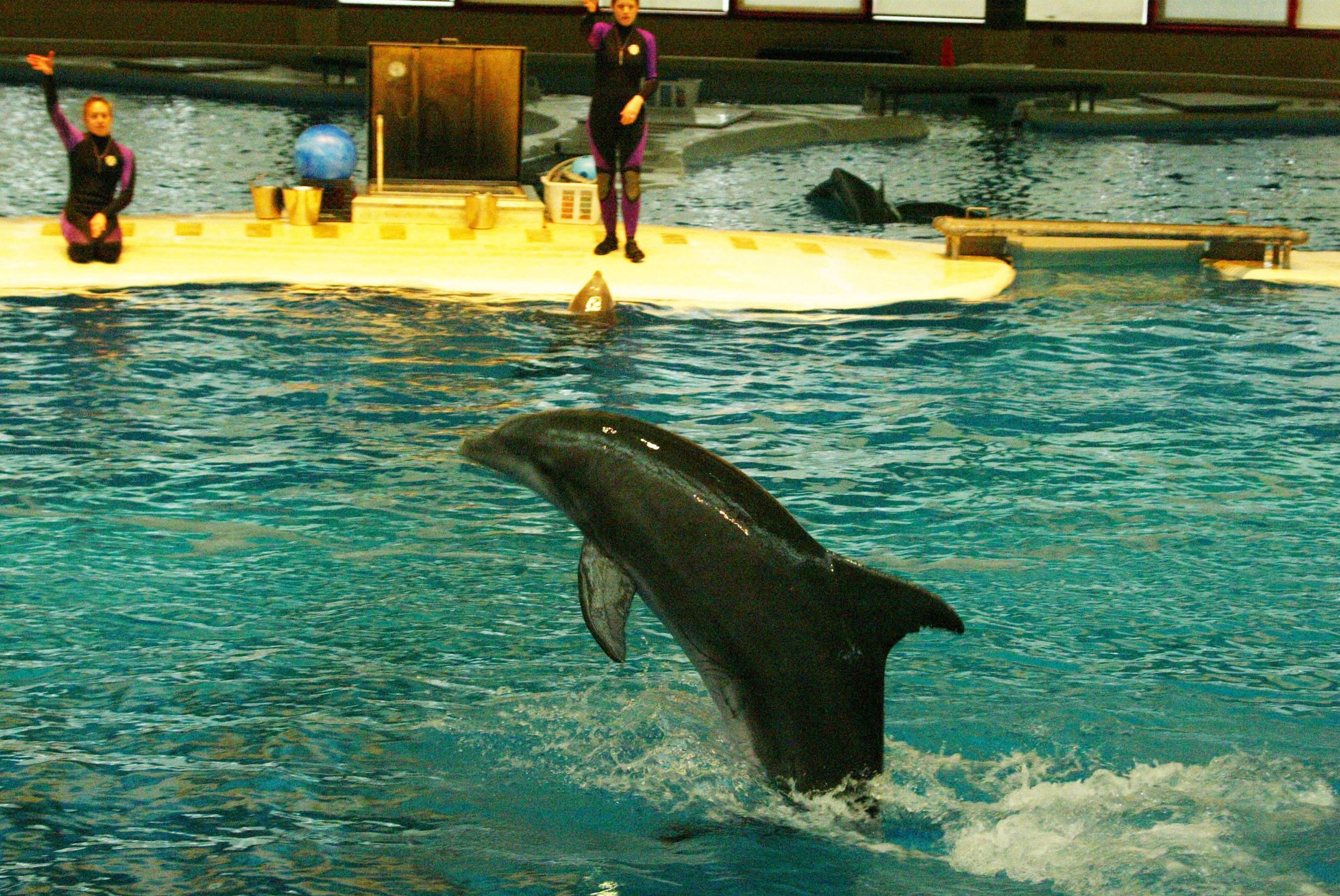 delfin