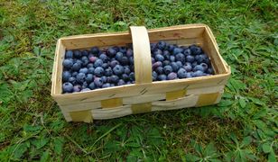 Polskie borówki podbijają Azję. Otwiera się nowy rynek