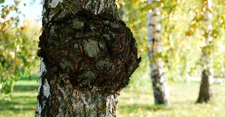 Błyskoporek podkorowy (chaga) - skład, działanie, właściwości, przeciwwskazania