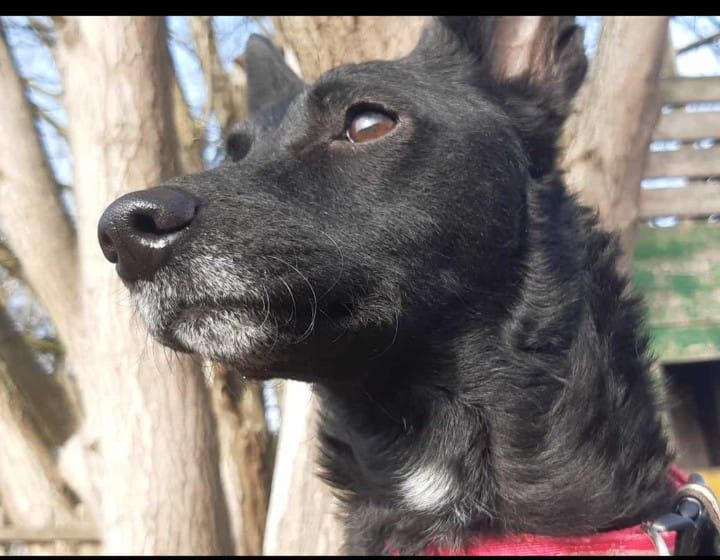 Dzień Kundelka na Pudelku!