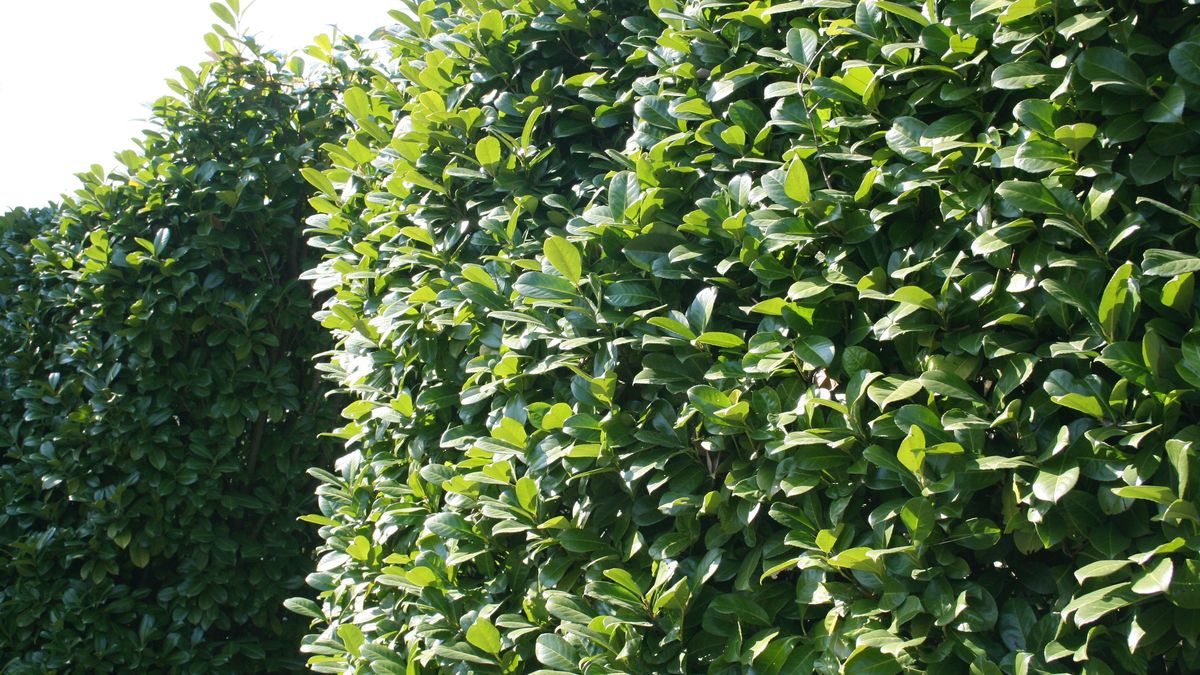 Kiedy ciąć laurowiśnię?