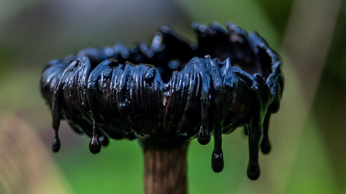 Czernidłak, fot. Dorota Wólczyńska