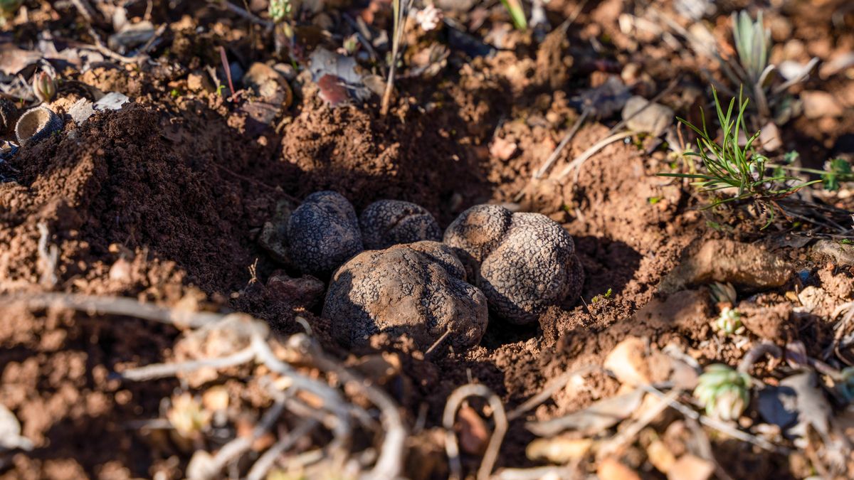 Najdroższe grzyby pojawiły się w Polsce - Pyszności
