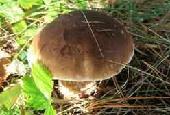 Mapa grzybów na Pomorzu. Słychać głośny lament grzybiarzy