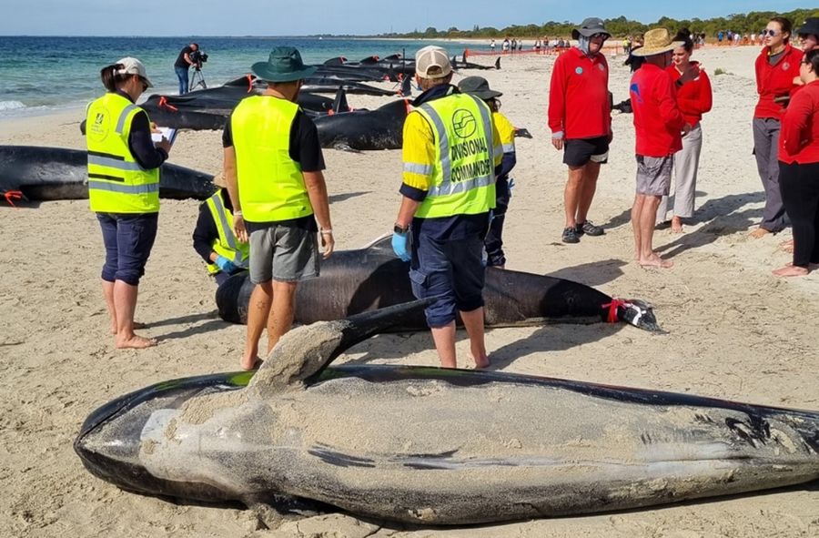 Ponad 100 grindwali znalazło się w pobliżu plaży w Australii