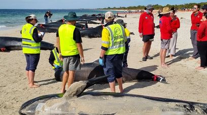 Masowa śmierć morskich ssaków. Dlaczego wypływają na plaże?