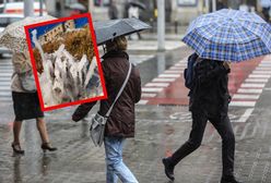 Szykuje się nagły zwrot w pogodzie. Nadciąga niż Dagmar