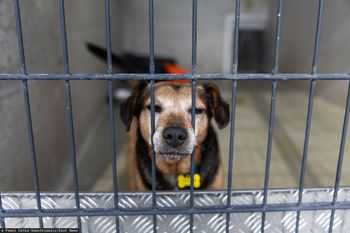 Lepsze życie zwierząt. Nowe przepisy dla schronisk