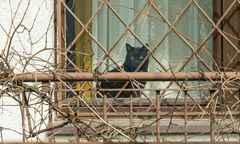 Kaczyński "dzwonił" kluczami na koty. Niecodzienne sceny przed komisją