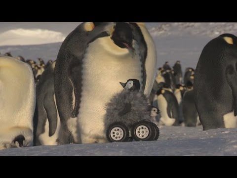 BBC fotografuje i nagrywa filmy... sztucznym pingwinem 1