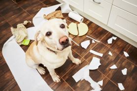 Labrador retriever - wygląd, charakter, pielęgnacja, cena