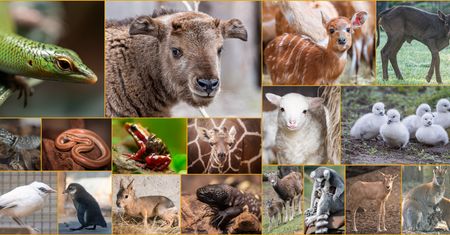 Wrocław. Słodka dzieciarnia w zoo. Sto maluchów do zobaczenia
