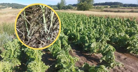 Potężne gradobicie na Lubelszczyźnie. Rolnik załamuje ręce
