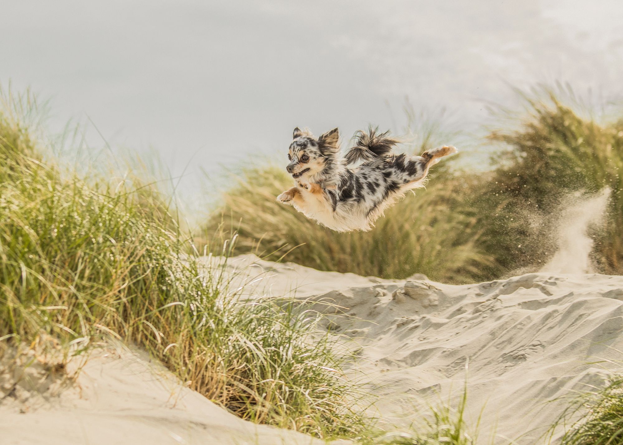 Najpiękniejsze zdjęcia psów w konkursie Dog Photographer of the Year 2018 13