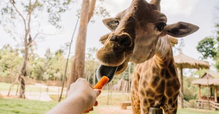 Akcja w warszawskim zoo. Każdy może pomóc zwierzętom