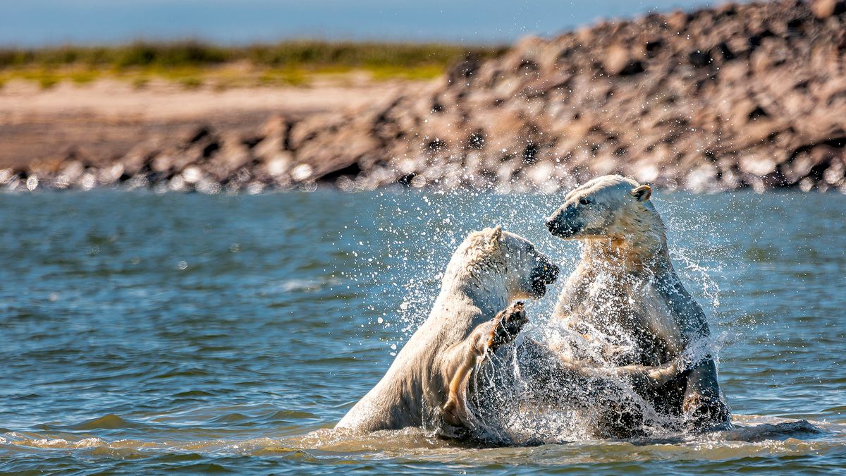 To nie walka, a zabawa! Niesamowite zdjęcia pluskających się niedźwiedzi polarnych 1