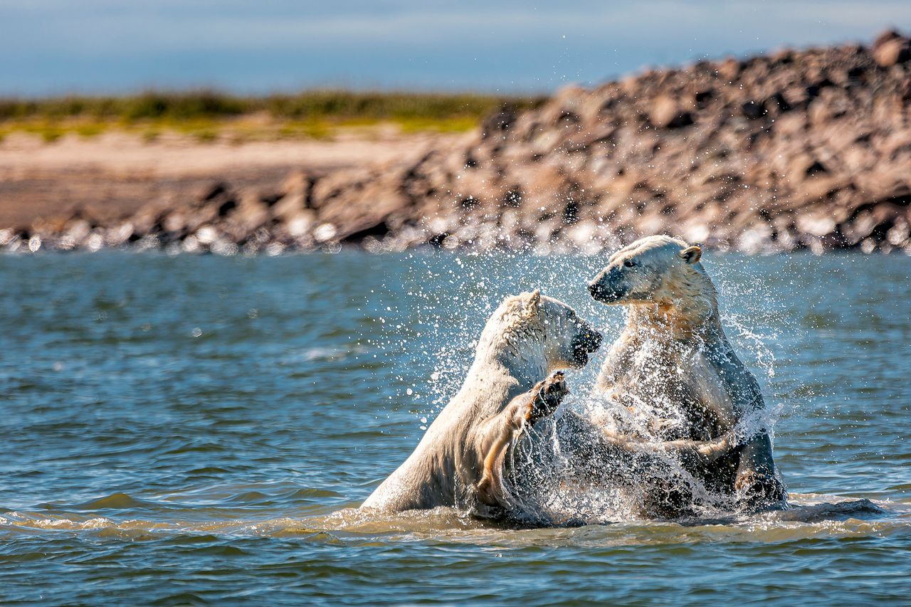 To nie walka, a zabawa! Niesamowite zdjęcia pluskających się niedźwiedzi polarnych