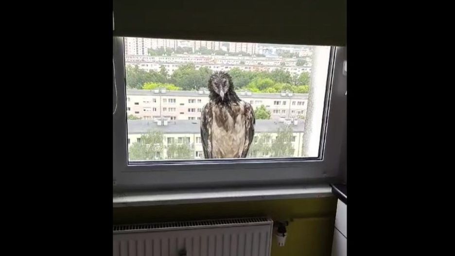 Orłosęp