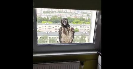 Ogromne ptaszysko na parapecie w Poznaniu. "Sensacja ornitologiczna"