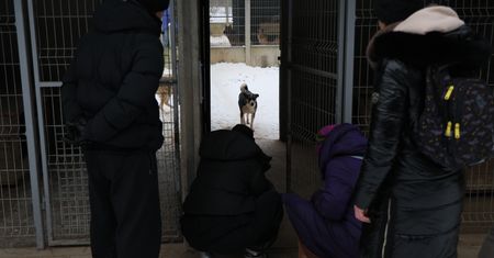 Koszmarne schronisko w Sobolewie. Chaos i brak reakcji władz