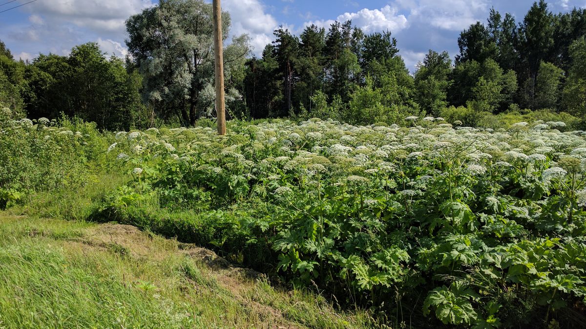 barszcz sosnowskiego