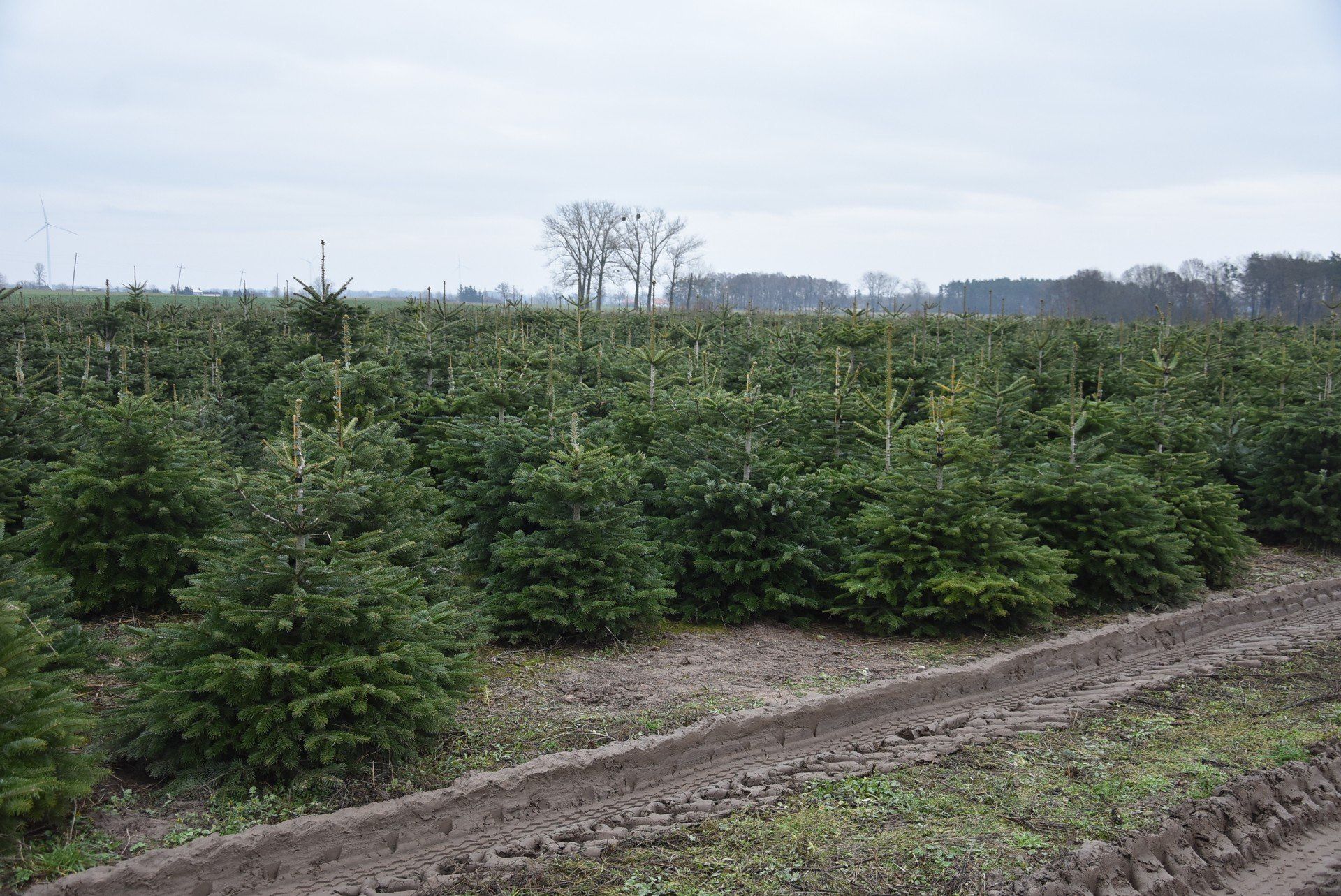 Rodzinna plantacja choinek w Niemczynie