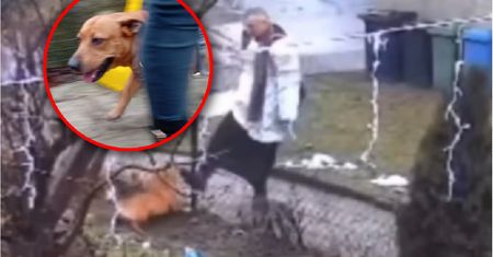 Ksiądz ma problemy. Kopanie psa nie ujdzie mu na sucho