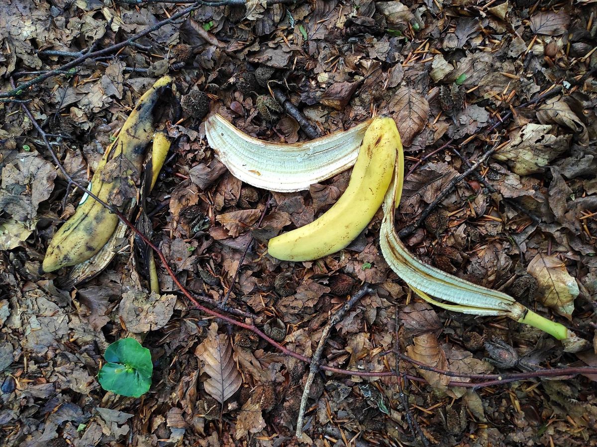 Skórki od bananów czy ogryzki od jabłka mogą stanowić zagrożenie w lasach