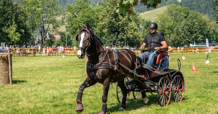 Mistrzostwa Podhala w Powożeniu – konie, tradycja i sport na Równi Krupowej