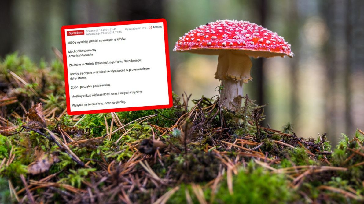 W sieci handlują muchomorami czerwonymi