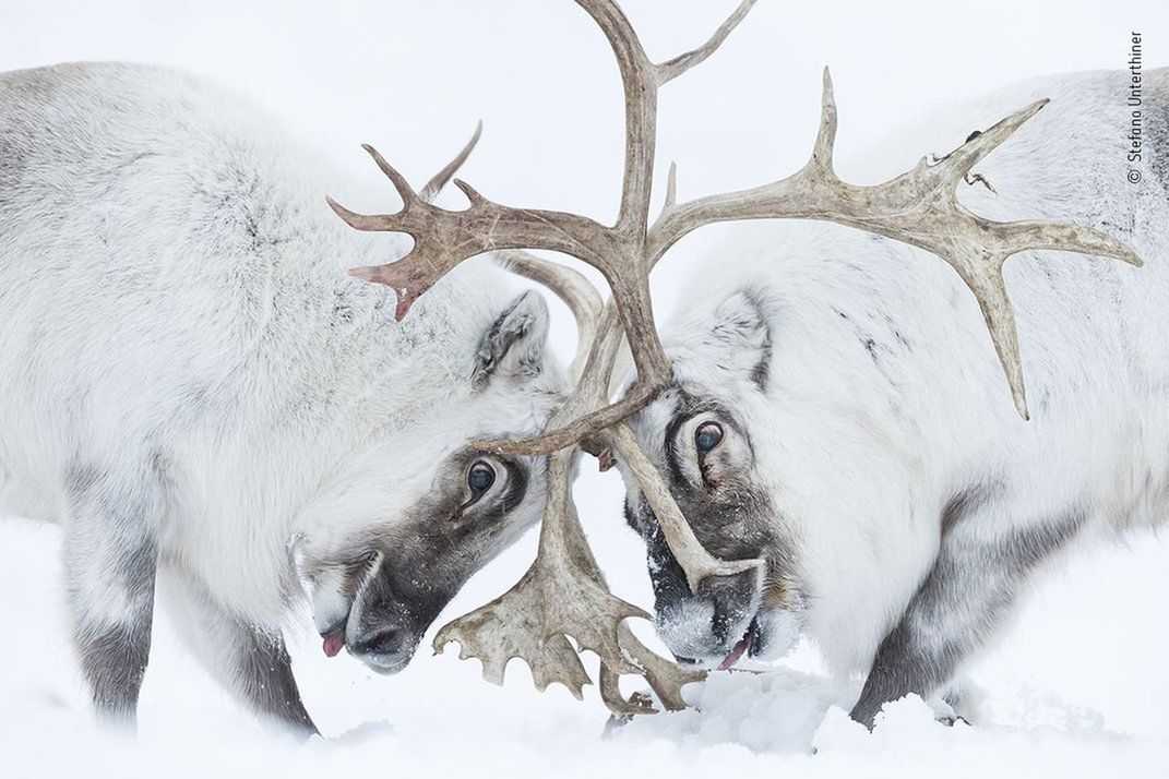 Wildlife Photographer of the Year 2021. Oto zwycięskie zdjęcia 9