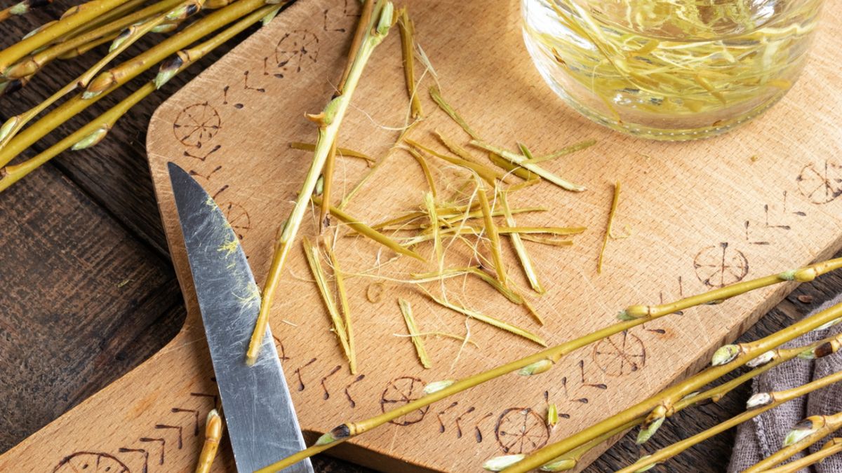 Napar z kory wierzby ma właściwości przeciwbólowe, przeciwzapalne i antybakteryjne