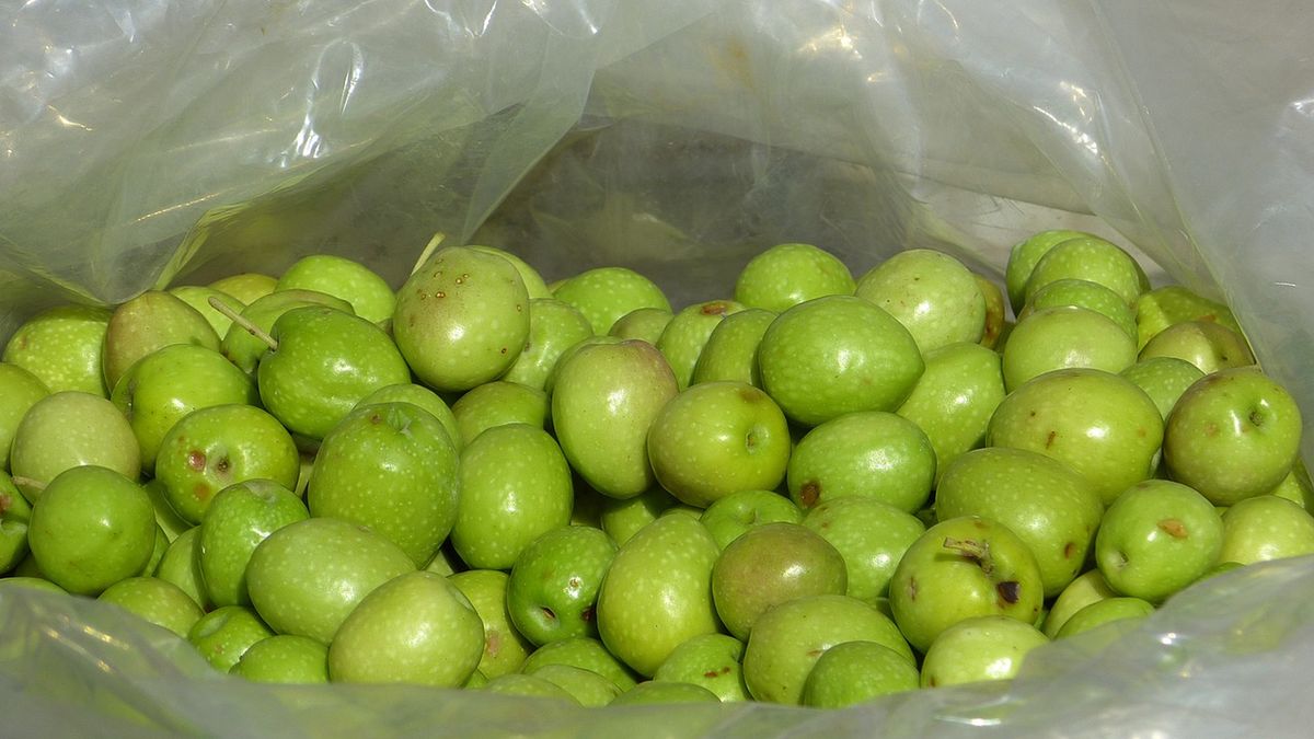 Oliwki wspierają pracę serca i chronią przed miażdżycą