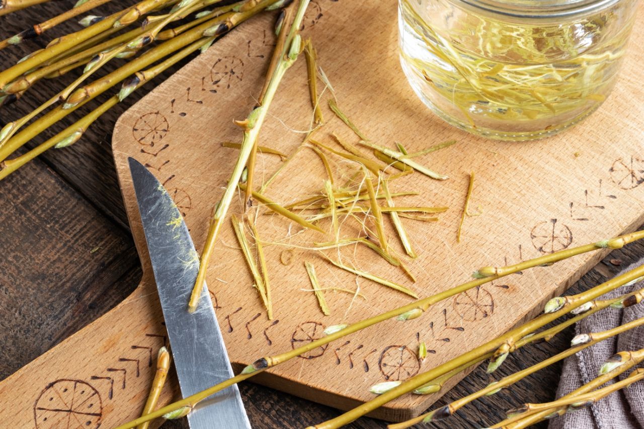 Napar z kory wierzby – przygotowanie, stosowanie, przeciwwskazania. Jakie właściwości ma kora wierzby?