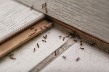 Jak pozbyć się mrówek z balkonu? Rozsyp ten proszek, a zapomnisz o problemie