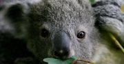 Australia. Koale mogą trafić na listę zwierząt zagrożonych