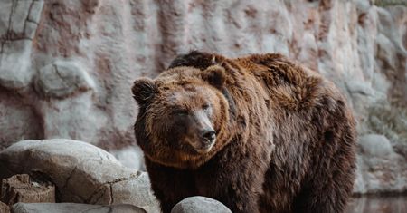 Irak. Tragedia w zoo. Niedźwiedź odgryzł dziecku rękę