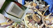Szybki sposób na wysuszenie grzybów. Zajmie ci to 30 minut