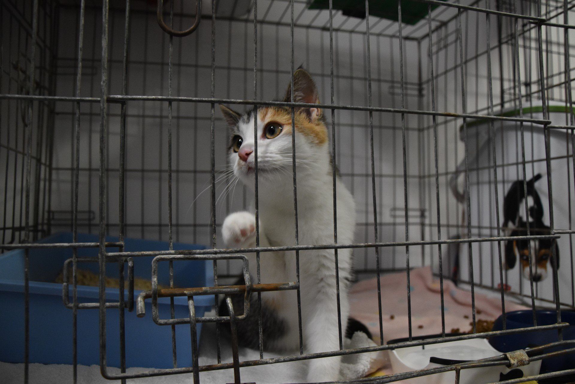 Zobacz zmiany w Schronisku dla Zwierząt w Zielonej Górze