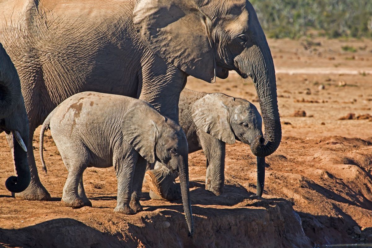 Bliźnięta słoniątek, zdjęcie ilustracyjne 