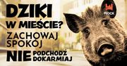 Dziki w Płocku. Urząd Miasta apeluje o ostrożność i podaje zalecenia dla mieszkańców
