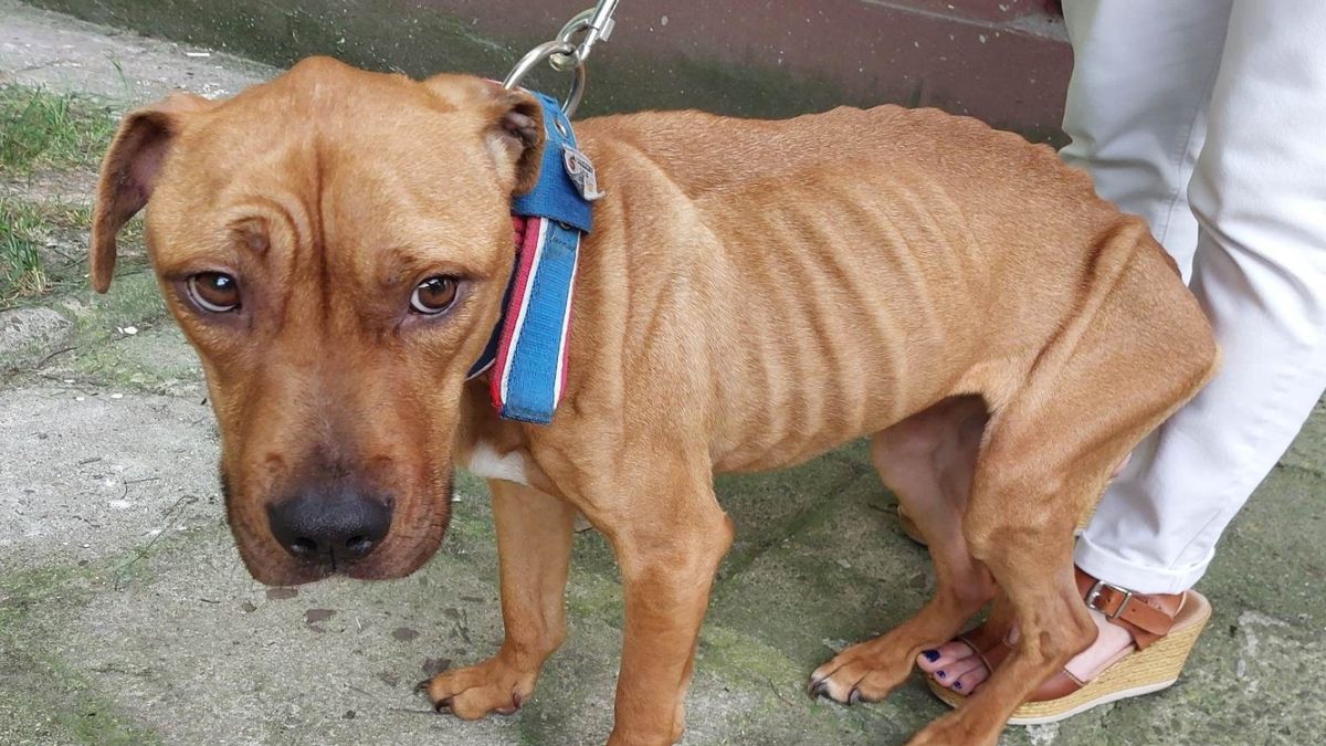 Pomoc nadeszła w ostatniej chwili. Sally była bliska śmierci