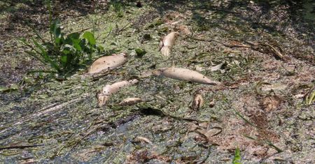Biebrzański Park Narodowy. Letnia przyducha zbiera śmiertelne żniwo