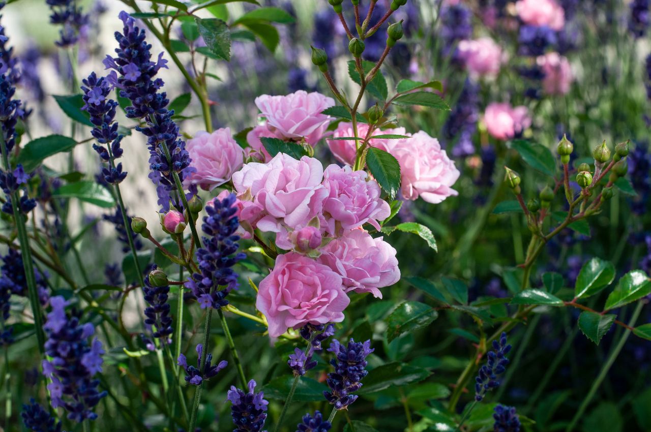 pink roses flowering between purple blossoms of a lavender shrub