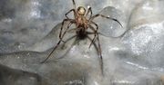 Najbardziej jadowity pająk w Polsce. Kto dotknie, ten pożałuje