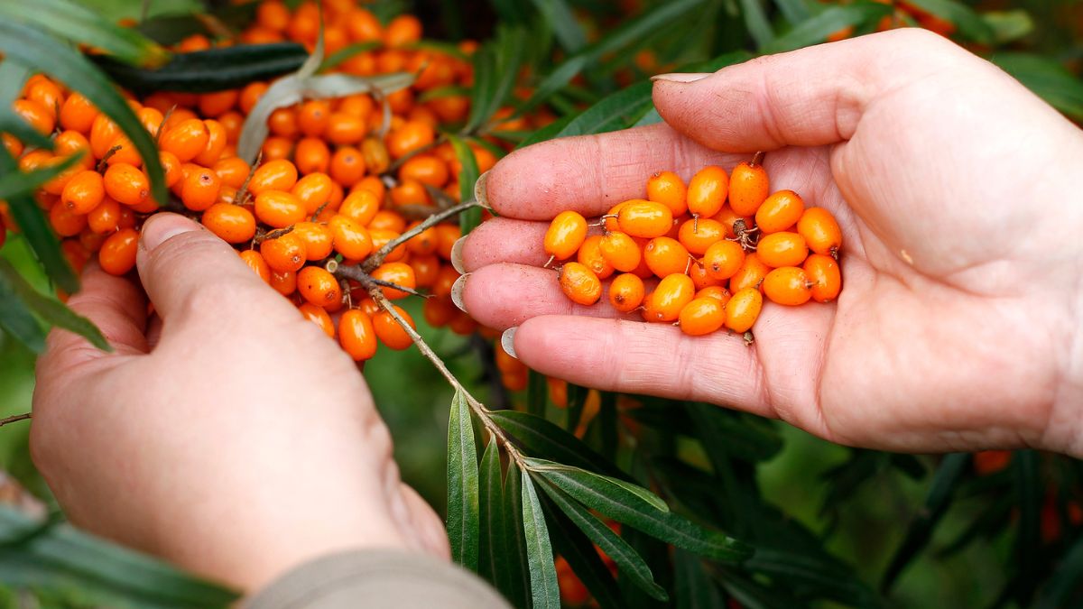 Rokitnik - Pyszności