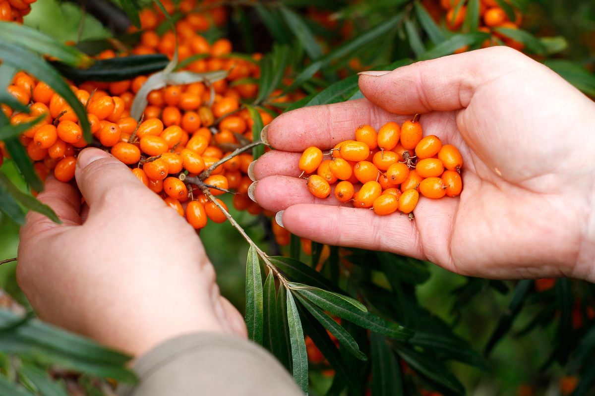 Discover the hidden health benefits of sea buckthorn in your backyard