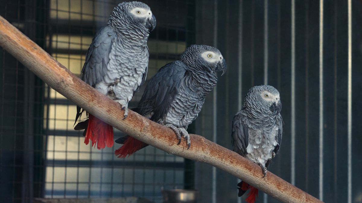 Przeklinające papugi.