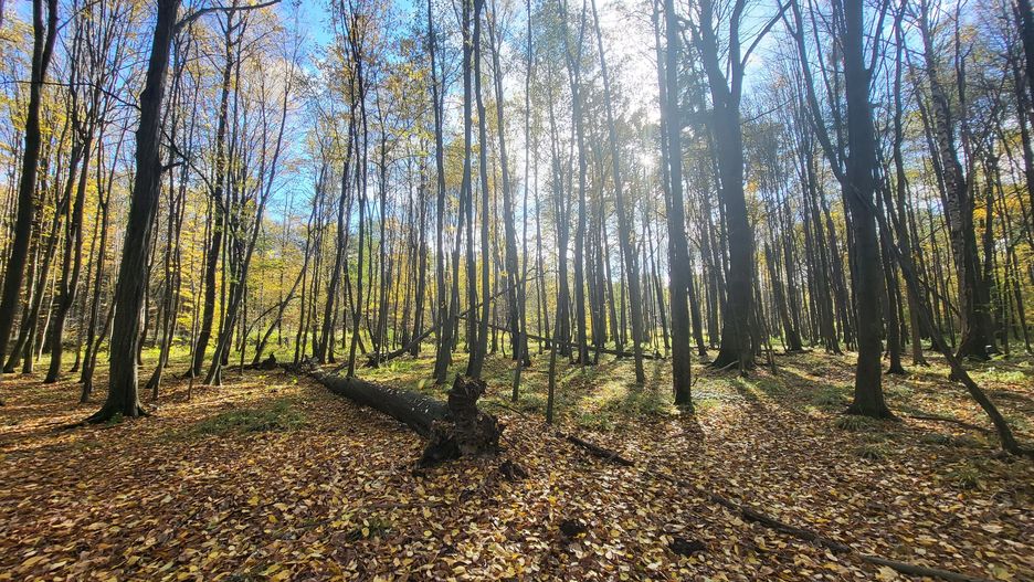 66 rezerwat w województwie śląskim powstanie w gminie Kochanowice i będzie trzecim takim obiektem na obszarze Nadleśnictwa Herby